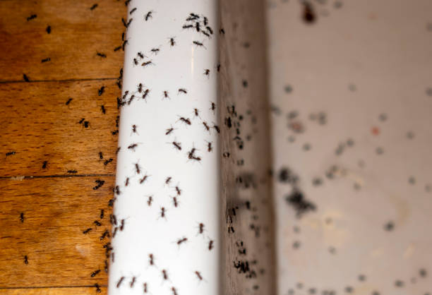 Best Local Pest Control Services  in Lake Darby, OH