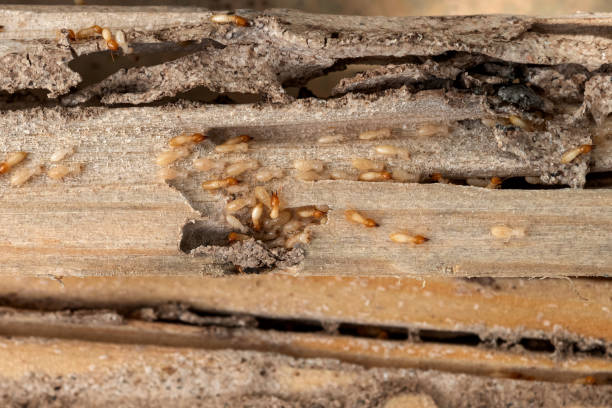 Wildlife Control Services in Lake Darby, OH